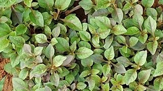 don't miss today 6 p.m |పచ్చివే తినాలనిపించేంత లేత ఆకుకూరలు |fresh leafy veggies in my garden