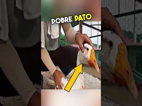 Este Pato Resultó Herido Por Algo 🥺❤️ #shorts