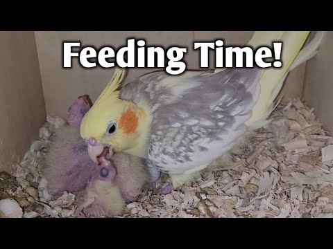 Cockatiel Mom Gently Feeds Her 3 Adorable Chicks - 1 Day old and 1 Week Old - Adorable Footage!
