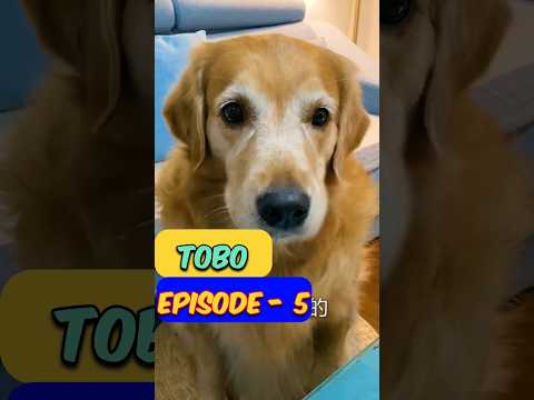 टोबो ने मम्मा को चिकन खिलाया 🐕🐕 ~ mkraj13 #short #tobo