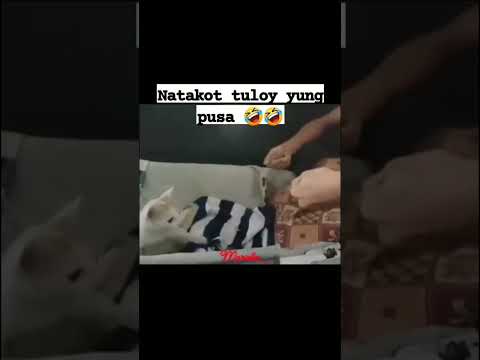 Attack 100% Damage 0% Cat Fight with Man #catlovers