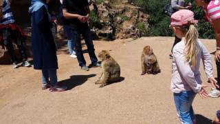 Affenbaby in Ouzoud 😍 😍