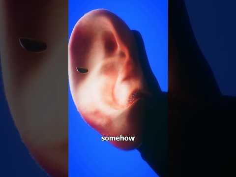 What really happens if a seed gets in your ear…😳