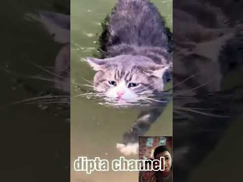 si mpush berani berenang🐈👍👍#shorts