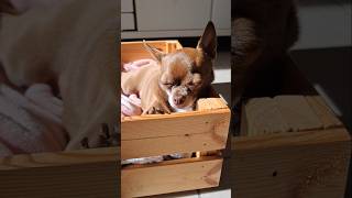 Sonnenbad in der Küche... # #chihuahua #chihuahuafanatics #puppy