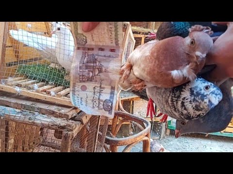 هو ده ارخص حمام سعره 20 جنيه وكمان اتعلم ازاي تشتري حمام بطريقه احترافيه