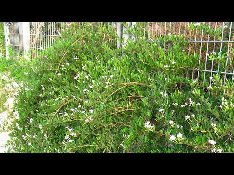 اسرع نبات متسلق سريع النمو وتتحمل الحرارة مزهرة طول السنه | Clerodendron Inerme | الياسمين الزفر