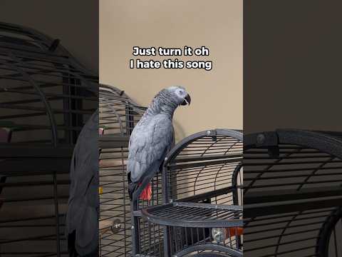 This parrots reaction to Christmas songs will blow your mind ?? #gizmothegreybird #africangrey