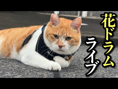花ドラム叩くまで終われまてんライブ