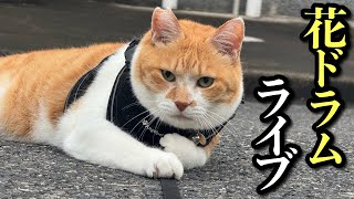 花ドラム叩くまで終われまてんライブ