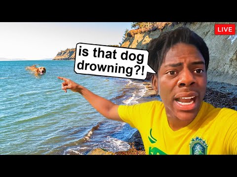 15 Times Streamers Saved Animals Lives...