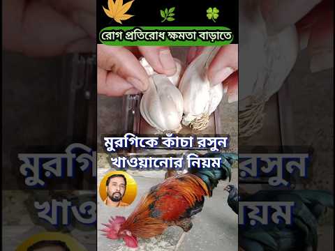 মুরগিকে কাঁচা রসুন খাওয়ানোর নিয়ম #krishakdada #ytshorts #short