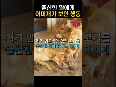 '감동' 출산한 딸에게 어미개가 보인 뭉클한 행동