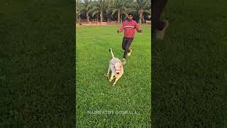 😍World's Shortest Cattle -Nadipathy Cattle | Recreated By Dr P Krishnam Raju | Nadipathy Goshala |