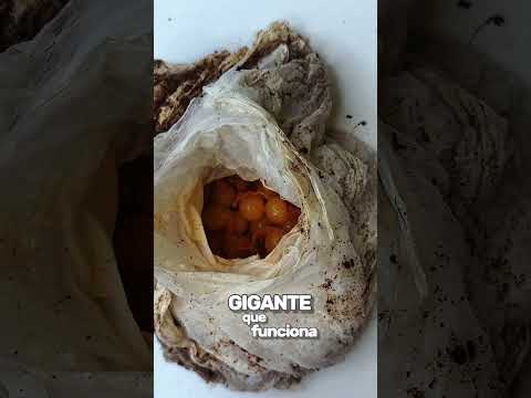 Nacimiento de mis tarántulas Goliath