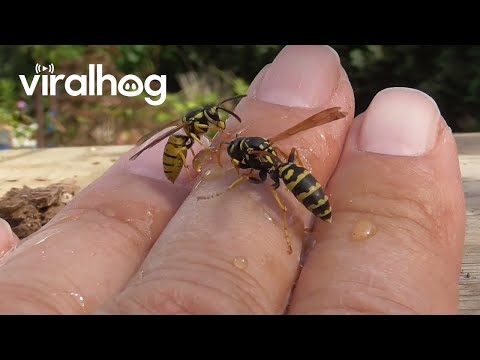 Man Holds Hornets and Yellow Jackets on His Bare Hands || ViralHog