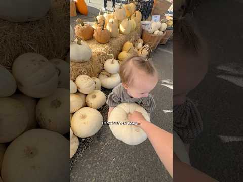 GETTING PUMPKINS: Taking my 14 mo for the first time! #pumpkinpatch #pumpkinpicking #pumpkins