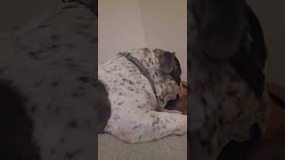The TANK is a higher level Cuddler🤣😍🐶