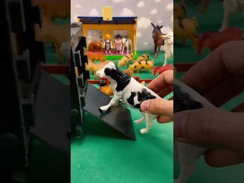 ANIMALS ENTERING THE CARRIAGE / ANIMAIS ENTRANDO NA CARRETA