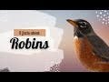 Understanding American Robins' Behavior and Characteristics