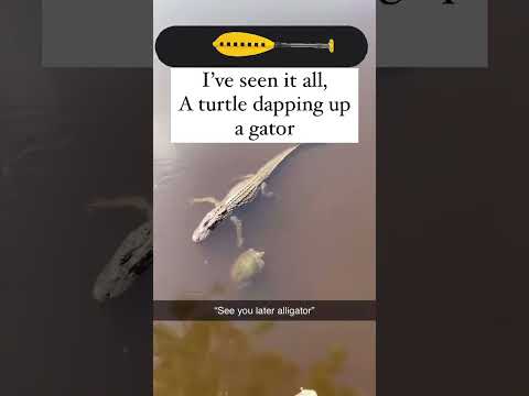 Part 1: Florida Pond Friendships Know No Bounds! #florida #floridaman #gta6