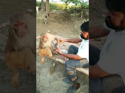 Bandar acting kar raha hai wo dikhne me bottle hai or usme pani hai or bandar Amrud Kha raha hai
