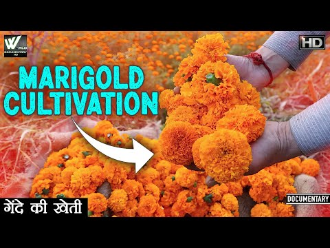 गेंदे की खेती - Marigold Cultivation Kab Aur Kaise Kare Puri Jaankari -Gende Ki Kheti.