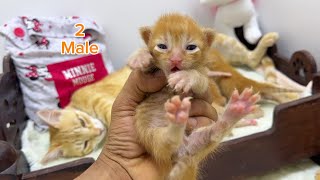 5 Orange Kittens Need Names! 4 Minutes of Purr Sweetness