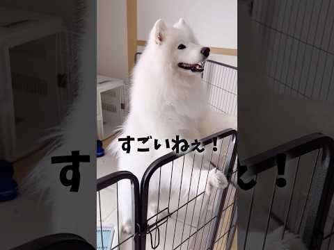 業者の人をメロメロにするサモエドが可愛すぎる #samoyed #大型犬 #癒し