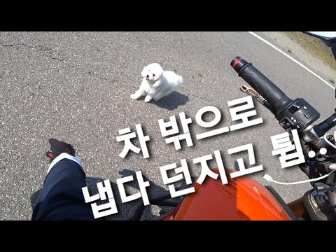 라이딩하다 버려진 개를 발견한 라이더