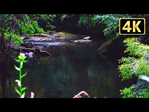 4K 涼しい川の音と鳥のさえずりでリラックスする２時間
