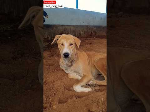 Pluto lain de raha hai #minivlog #_shorts #_trending #_virelvideo #streetdog #youtubeshorts