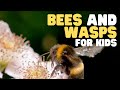 Understanding Bees and Wasps Behavior