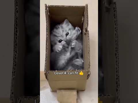 Cats getting tiner ๐