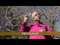 Oak Trees: Facts and Importance