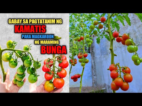 Paano Magtanim ng Kamatis