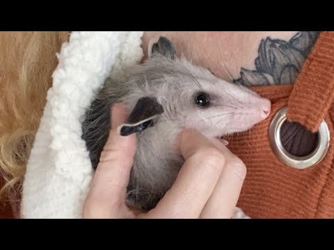 Rescue possum sweetly kisses woman who saved him