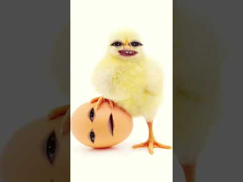 Civciv ile yumurta -66-🥚 🥚 🐣 😭😜shorts #eğlenceli #komik #civciv #funnyvideo #fypシ #keşfetteyiz