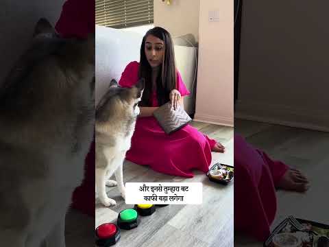 Sapphie the pomsky as a mean girl | सैफी द पोम्स्की एक मतलबी लड़की के रूप में #shorts