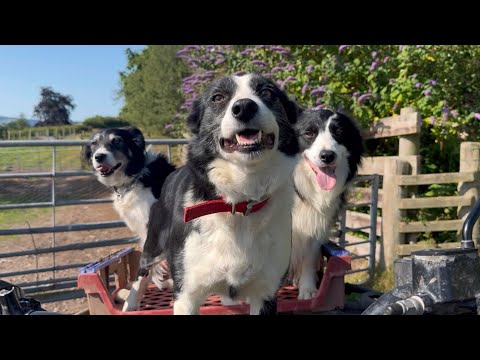 3 border collies on the farm