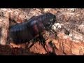 Madagascan Hissing Cockroach Care
