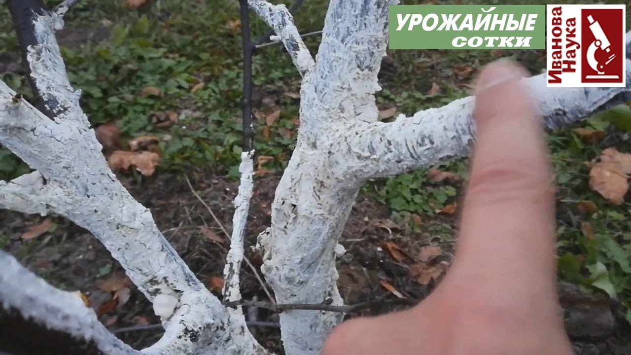 Такая побелка лучшее решение для вашего сада. Безопасна, защищает, не стирается и не смывается
