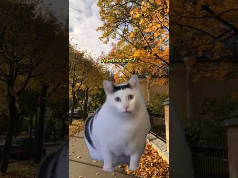 Пов:опрос на улице 🤣 #мем #футаж #рек #котики #shorts