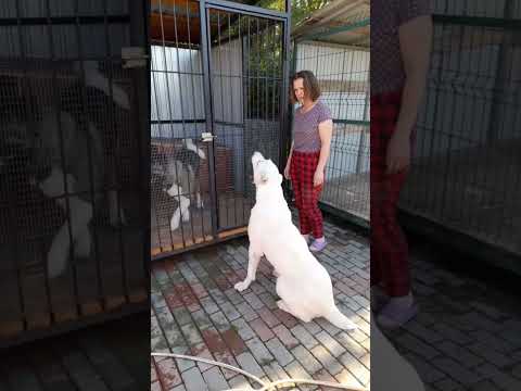 Тучка очень Хитушу любит🥰 но он играть не умеет... #сао #алабайтучка