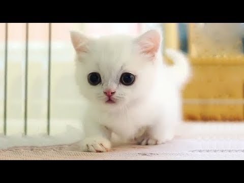Cats and Cute Kittens overload Compilation 2018
