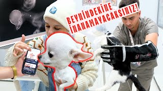 Beyninde Ne Olduğuna İnanamayacaksınız! | Klinikte İşeyen Kedi | TEDAVİ RUTİNİ 😨😨