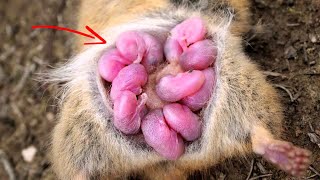 किस तरह जन्म देते है जानवर बच्चें ! आपने पहले कभी नहीं देखा होगा! Nature’s Strangest Birth Stories