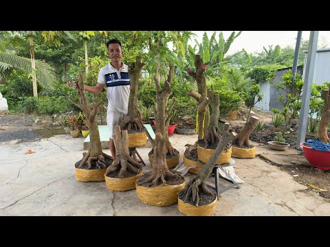 PHƯƠNG BÌNH ,PHÔI MAI VÀNG  ngày 19/7/2O25 (#0978160578 P BÌNH ) PHÔI MAI VÀNG-  @bonsai Can Tho