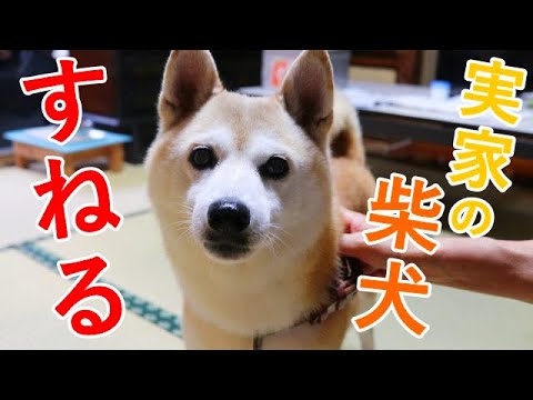 ママの実家にトイプードルと行ったら嫉妬してスネる柴犬w