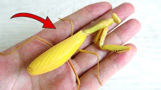 金色螳螂的一生！The life of a golden mantis
